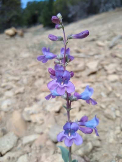 Penstemon lentus, photographed by Chris Quirin
