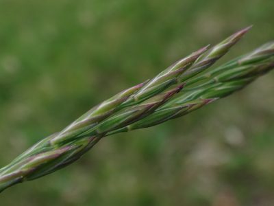 Festuca amethystina, photographed by Christian Berg
