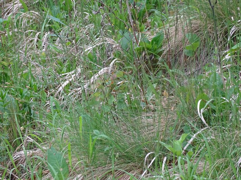 Festuca amethystina, photographed by Christian Berg