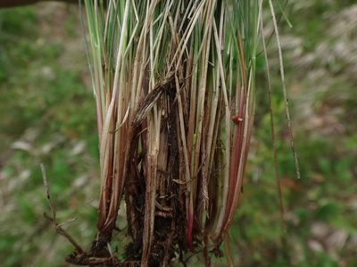 Festuca amethystina, photographed by Christian Berg