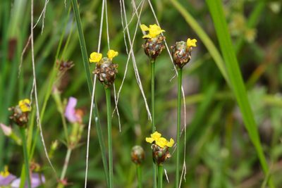 Xyris difformis, photographed by Brady Reed