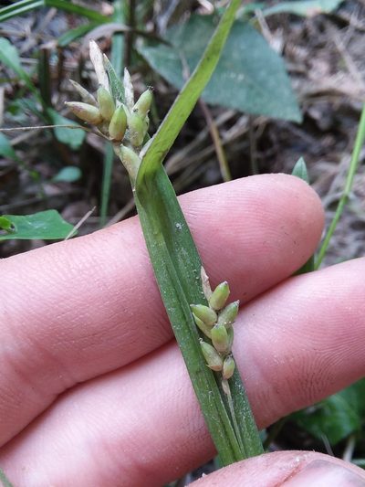 Carex flaccosperma, photographed by Will McFarland