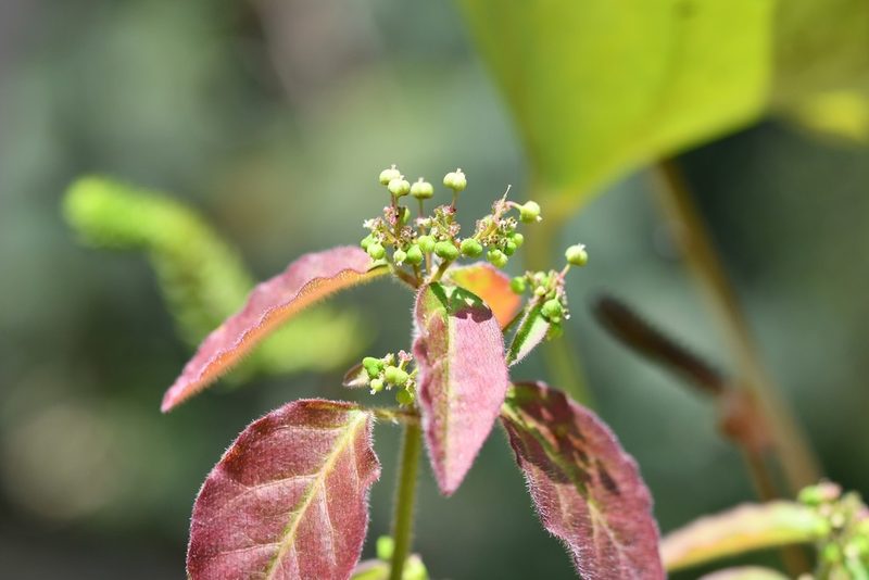 Euphorbia xalapensis, photographed by Neptalí Ramírez Marcial
