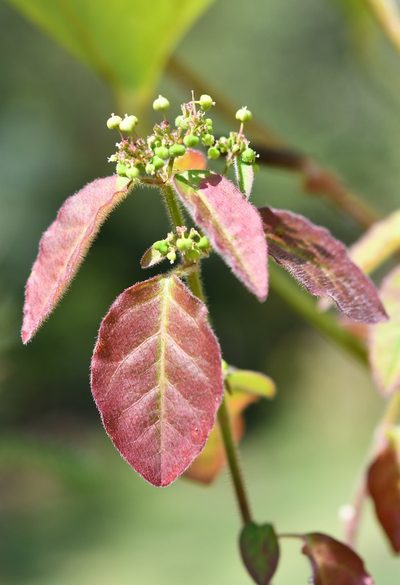 Euphorbia xalapensis, photographed by Neptalí Ramírez Marcial