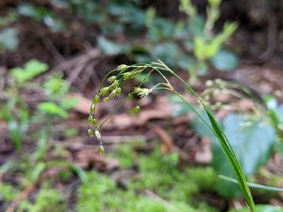 Luzula parviflora, photographed by John A Haskins