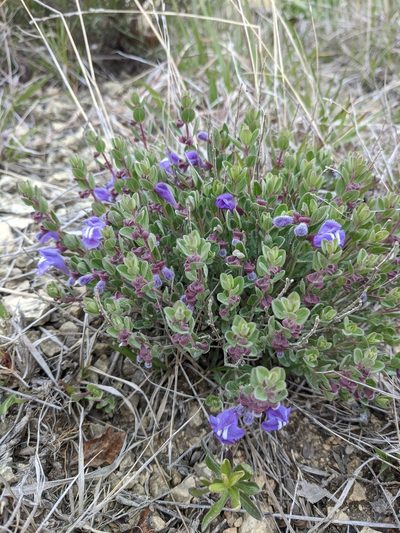 Scutellaria resinosa, photographed by Alaina Krakowiak
