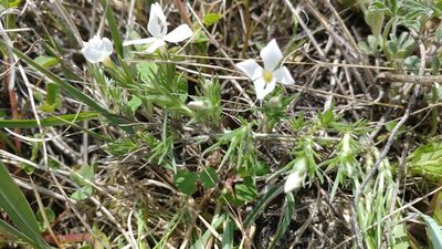 Phlox andicola, photographed by Brian Dickerson