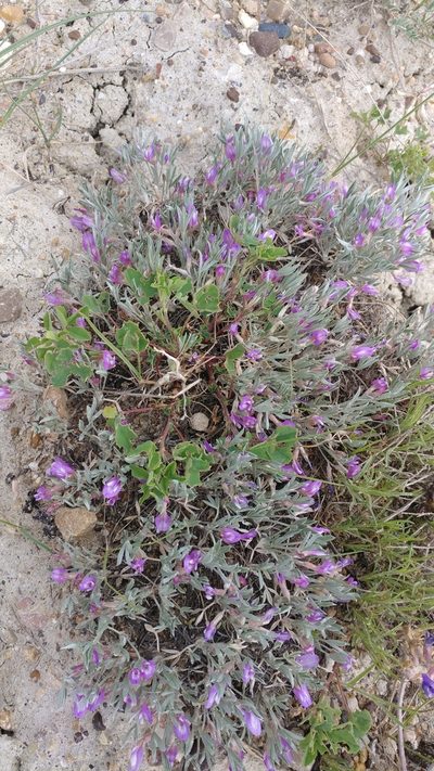 Astragalus barrii, photographed by Brian Dickerson