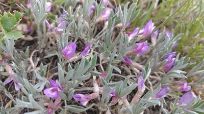 Astragalus barrii, photographed by Brian Dickerson