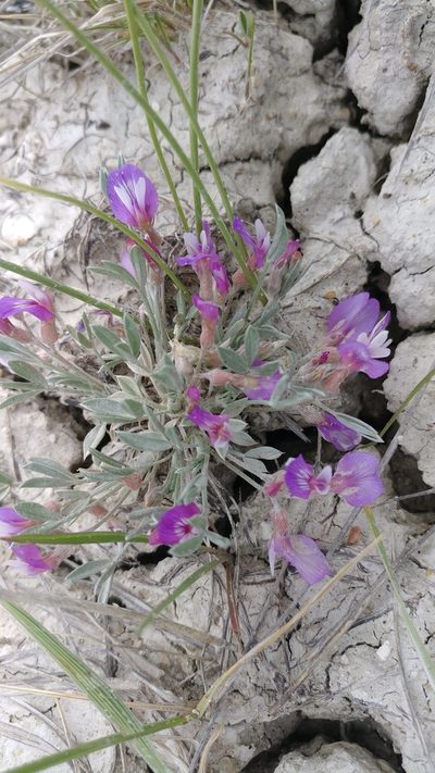 Astragalus barrii, photographed by Brian Dickerson