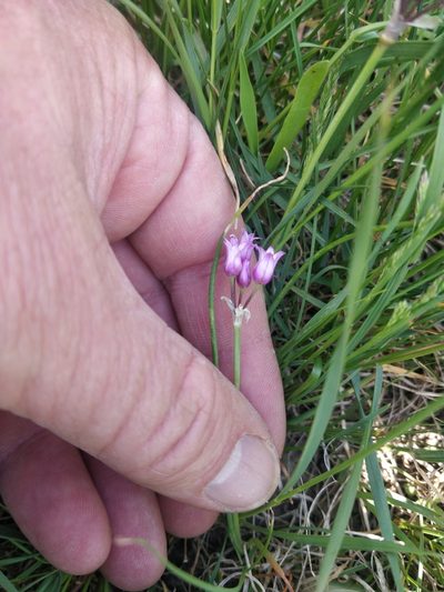 Allium perdulce, photographed by Jeff D Hansen