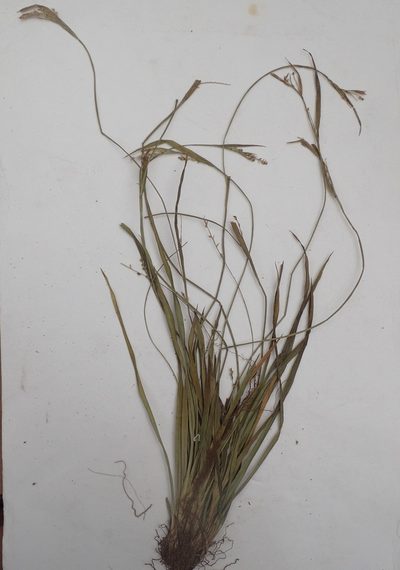 Carex ormostachya, photographed by Allan Harris