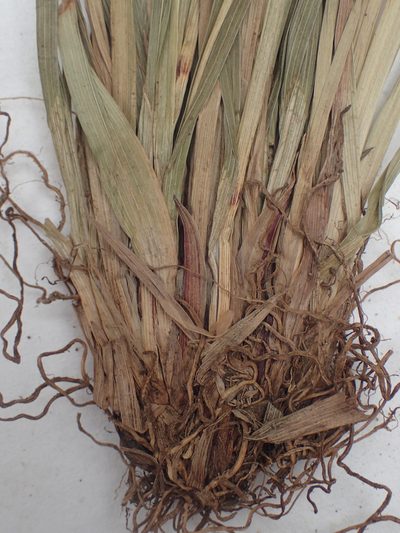 Carex ormostachya, photographed by Allan Harris
