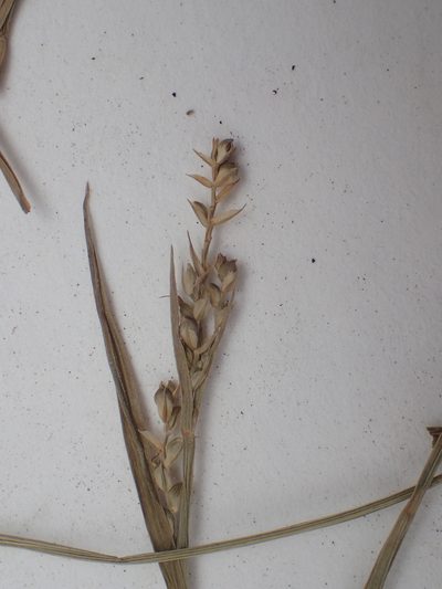 Carex ormostachya, photographed by Allan Harris