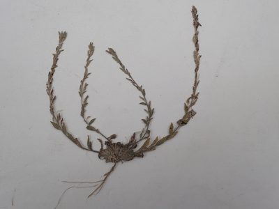 Draba cana, photographed by Allan Harris