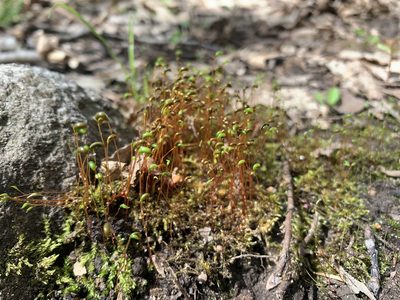 Hygroamblystegium varium, photographed by Brandon Corder