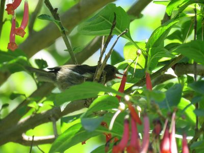 Iochroma fuchsioides, photographed by Juan Carlos Caicedo Hernández
