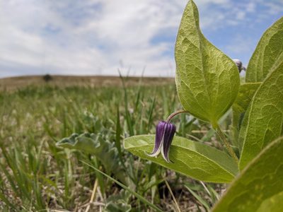 Clematis fremontii, photographed by Alaina Krakowiak