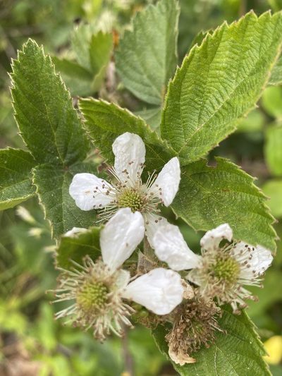 Rubus pascuus, photographed by Alan Weakley