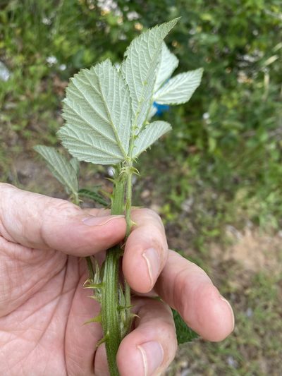 Rubus pascuus, photographed by Alan Weakley