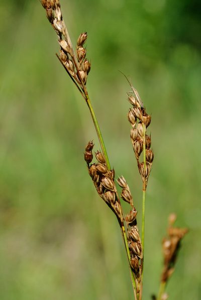 Juncus greenei, photographed by Zihao Wang