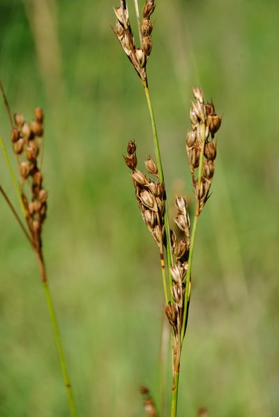 Juncus greenei, photographed by Zihao Wang