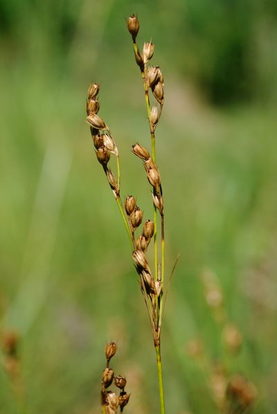 Juncus greenei, photographed by Zihao Wang
