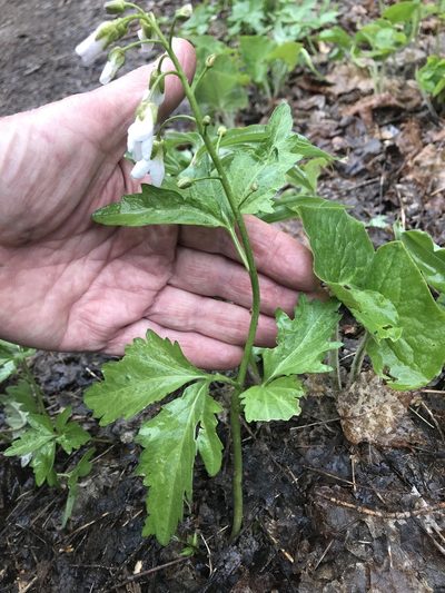 Cardamine maxima, photographed by Kenneth Burdick