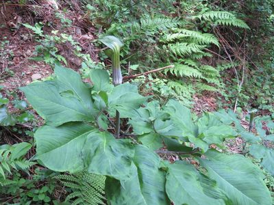 Arisaema serratum, photographed by Marco Mussita