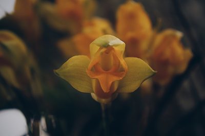 Lycaste consobrina, photographed by Claudio Cantú Muñiz