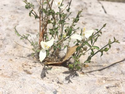 Carlowrightia arizonica, photographed by weaver