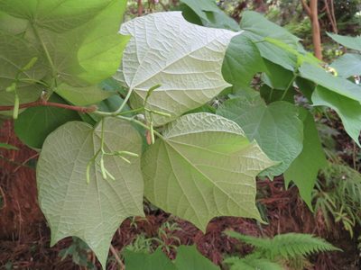 Alangium platanifolium, photographed by Marco Mussita
