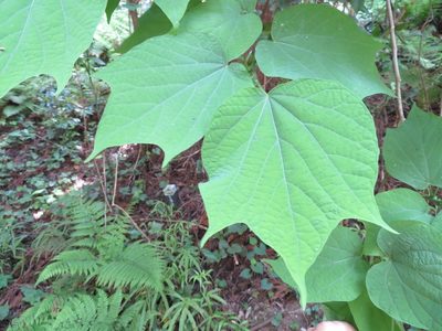 Alangium platanifolium, photographed by Marco Mussita