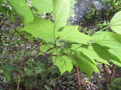 Alangium platanifolium, photographed by Marco Mussita