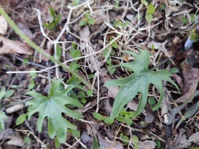 Viola subsinuata, photographed by peakaytea