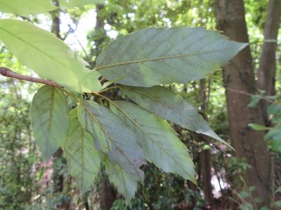 Quercus salicina, photographed by Marco Mussita
