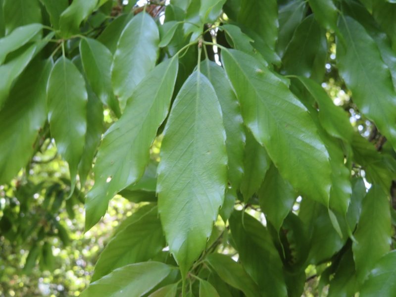 Quercus salicina, photographed by Marco Mussita