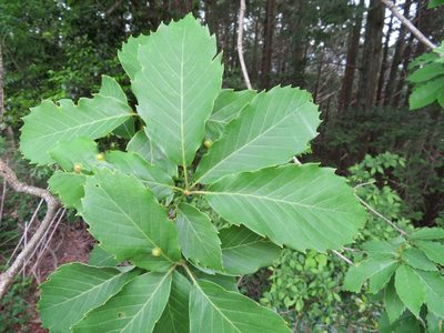 Quercus serrata, photographed by Marco Mussita