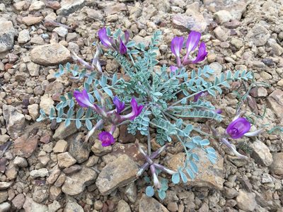 Astragalus chamaeleuce, photographed by Robbie Hannawacker