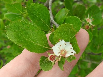 Crataegus reverchonii, photographed by Sam Kieschnick