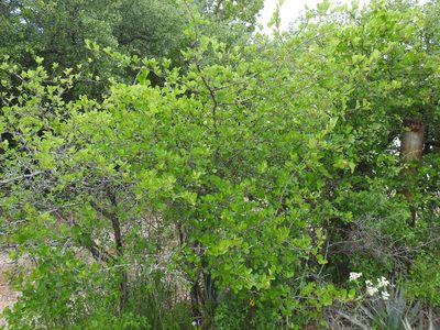 Crataegus reverchonii, photographed by Sam Kieschnick