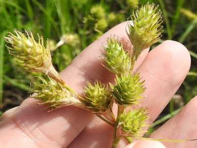 Carex tetrastachya, photographed by Sam Kieschnick