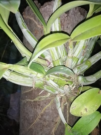 Myrmecophila christinae, photographed by Sebastián de Jesús Herrera Buenfil