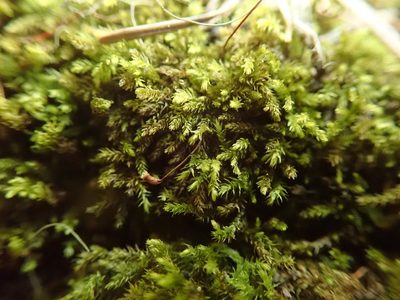 Eurhynchiastrum pulchellum, photographed by Randal