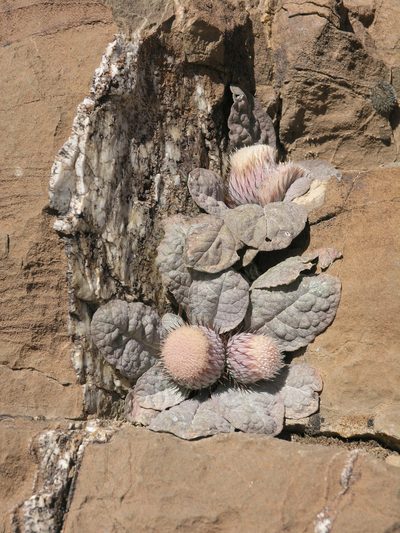 Jurinea berardioides, photographed by Oleg Kosterin