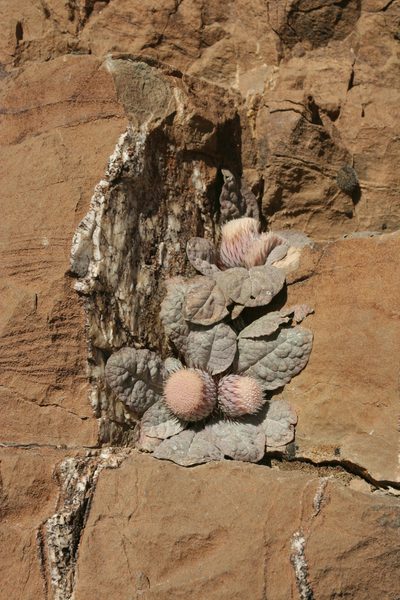 Jurinea berardioides, photographed by Oleg Kosterin
