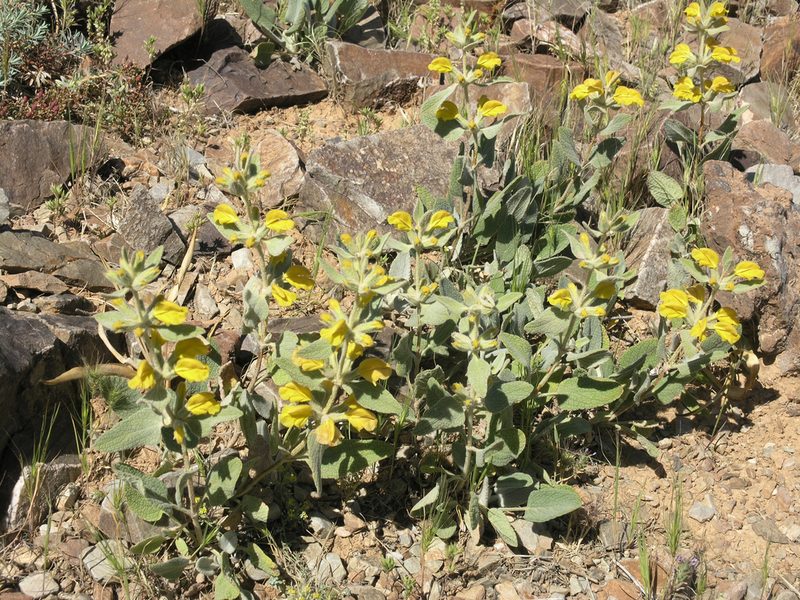 Phlomis olivieri, photographed by Oleg Kosterin