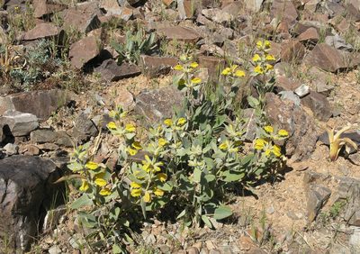 Phlomis olivieri, photographed by Oleg Kosterin