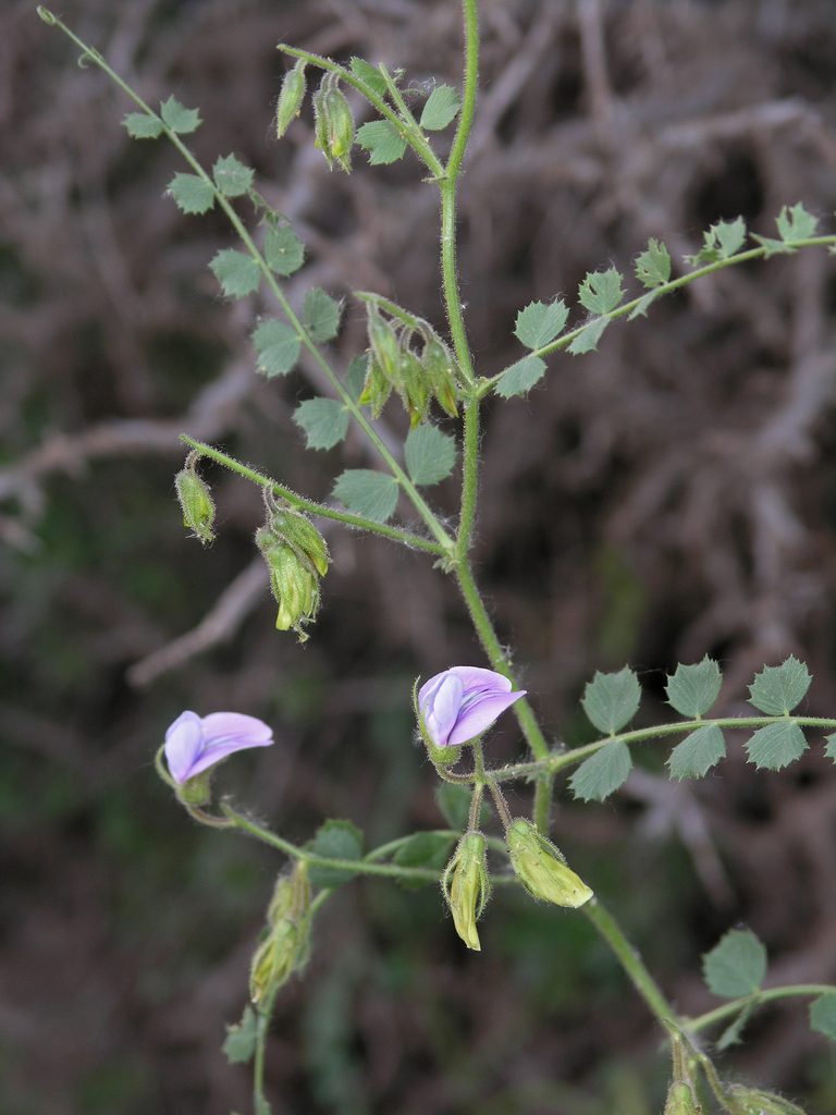 Cicer anatolicum, photographed by Oleg Kosterin
