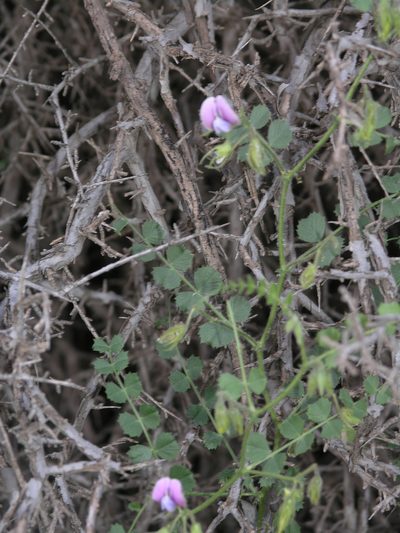 Cicer anatolicum, photographed by Oleg Kosterin